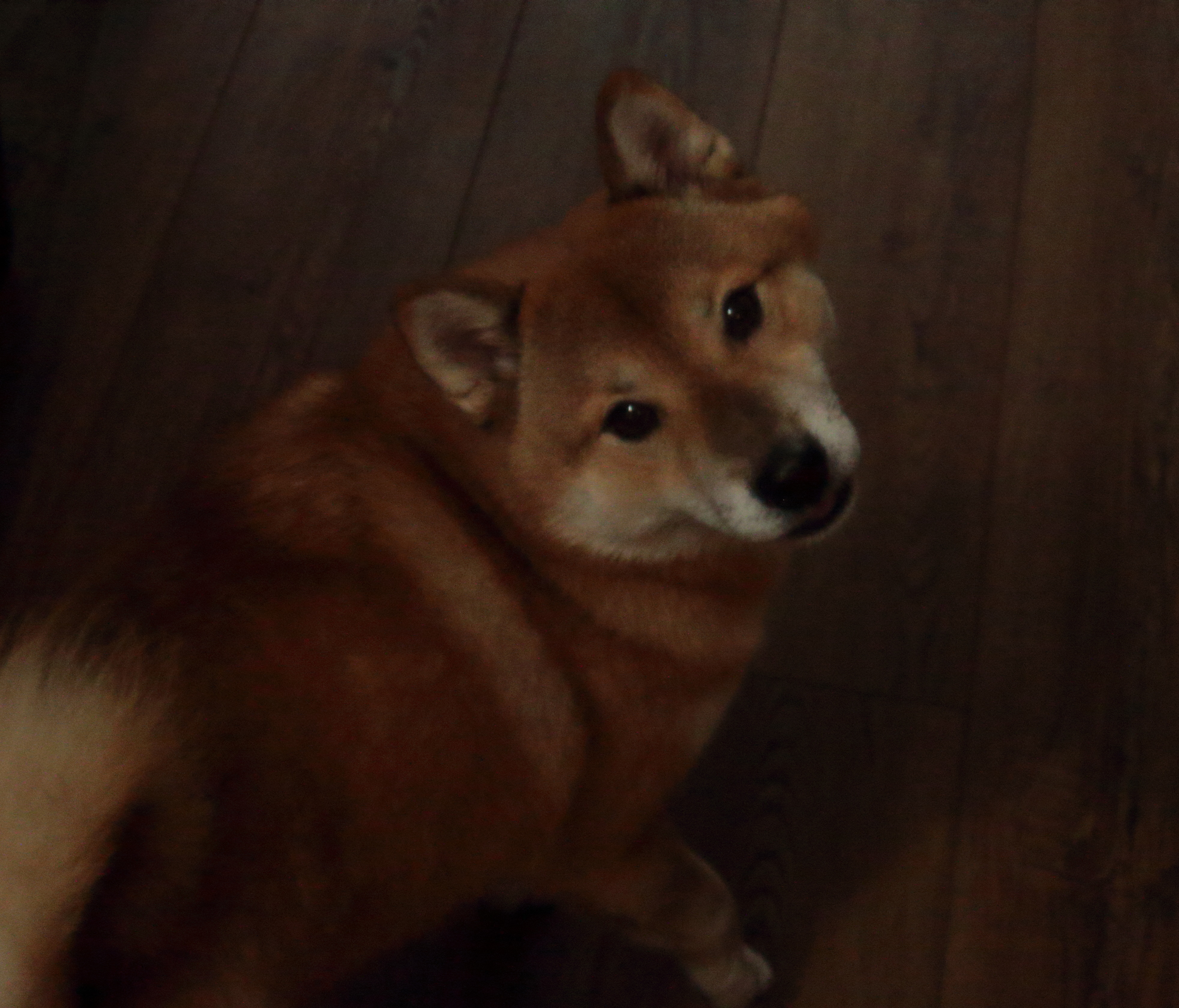 A picture of a Shiba Inu